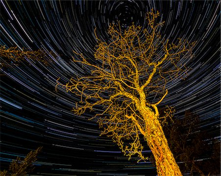 simsearch:614-06719755,k - Star trails above tree Stock Photo - Premium Royalty-Free, Code: 6102-07789985