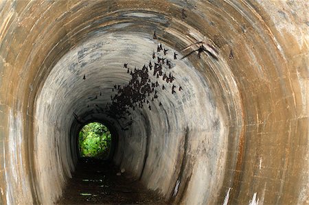Bats in tunnel Photographie de stock - Premium Libres de Droits, Code: 6102-07790058