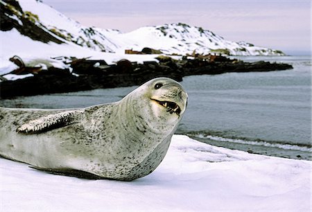 pinnipedia - Seal on coast Photographie de stock - Premium Libres de Droits, Code: 6102-07790088