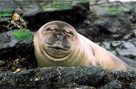 pinnipedia - Seal on coast Photographie de stock - Premium Libres de Droits, Code: 6102-07790123