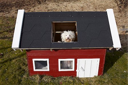 dog and kennel - White dog in playhouse Stock Photo - Premium Royalty-Free, Code: 6102-07842792