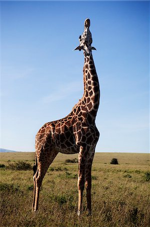 Giraffe on savannah Stock Photo - Premium Royalty-Free, Code: 6102-07843244