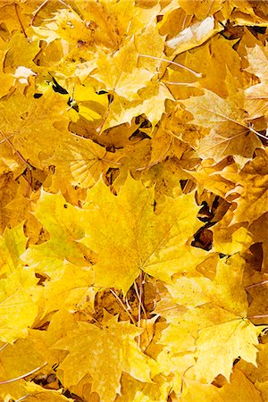 fall leaves - Yellow autumn leaves, full frame Stock Photo - Premium Royalty-Free, Code: 6102-07843482