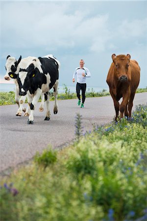 simsearch:6102-08120697,k - Man running, cows on roadside Foto de stock - Sin royalties Premium, Código: 6102-07844052