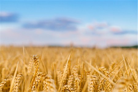 Wheat field Stock Photo - Premium Royalty-Free, Code: 6102-07844093