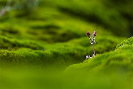 simsearch:6102-07844212,k - Close-up of flower buds in moss Stock Photo - Premium Royalty-Free, Code: 6102-07844164