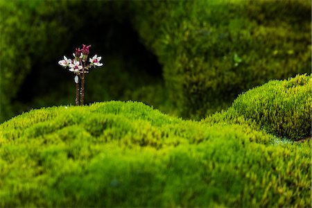 simsearch:6102-07844212,k - Close-up of flower in moss Stock Photo - Premium Royalty-Free, Code: 6102-07844165