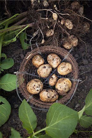 earth day - Potatoes in wire basket Stock Photo - Premium Royalty-Free, Code: 6102-08062894