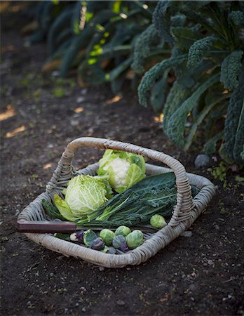 simsearch:6102-06965816,k - Basket with vegetables in garden Stock Photo - Premium Royalty-Free, Code: 6102-08062903