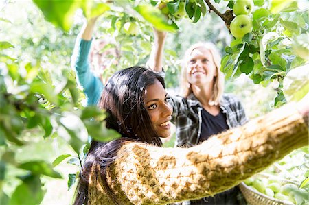 simsearch:6102-07157973,k - Women picking apples Stock Photo - Premium Royalty-Free, Code: 6102-08000842