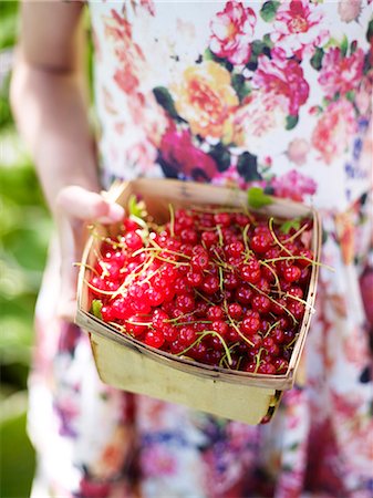simsearch:6102-06965813,k - Girl holding redcurrants in basket Stock Photo - Premium Royalty-Free, Code: 6102-08000996