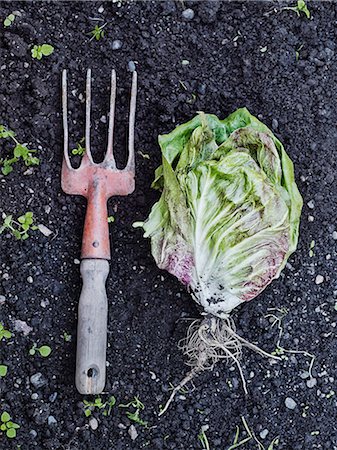 simsearch:6102-06965816,k - Garden fork and lettuce Stock Photo - Premium Royalty-Free, Code: 6102-08001021