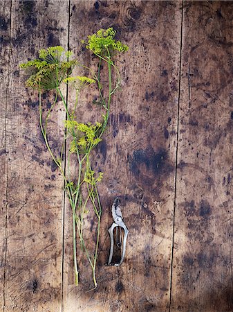 simsearch:6102-06965813,k - Fennel flowers and secateurs on wooden background Stock Photo - Premium Royalty-Free, Code: 6102-08001025