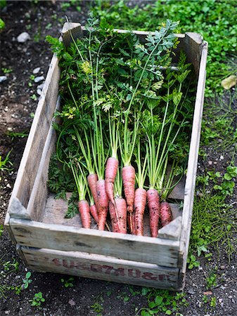 simsearch:6102-06965813,k - Carrots in wooden crate Stock Photo - Premium Royalty-Free, Code: 6102-08001026