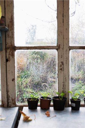 Potted plants on windowsill Foto de stock - Sin royalties Premium, Código: 6102-08001375