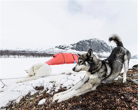 Dog stretching on snow Stock Photo - Premium Royalty-Free, Code: 6102-08001310