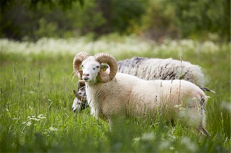 ram animal side view - Ram on meadow Stock Photo - Premium Royalty-Free, Code: 6102-08001318
