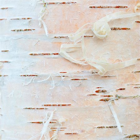 Close-up of birch bark Stock Photo - Premium Royalty-Free, Code: 6102-08184242