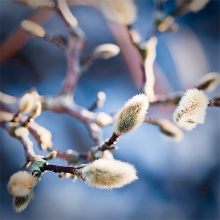 simsearch:845-05838996,k - Magnolia sprout, close-up Stock Photo - Premium Royalty-Free, Code: 6102-08184207