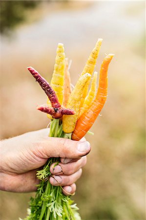 simsearch:6102-06965813,k - Hand holding bunch of carrots Stock Photo - Premium Royalty-Free, Code: 6102-08121004
