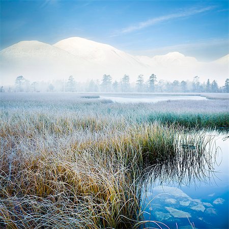 simsearch:400-05668316,k - Frosty reeds in lake Stock Photo - Premium Royalty-Free, Code: 6102-08270882