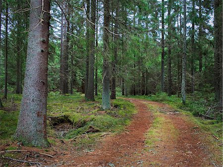 simsearch:6102-06026084,k - Road through forest Stock Photo - Premium Royalty-Free, Code: 6102-08270896