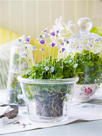 Flowering violets in glass flower pot Stock Photo - Premium Royalty-Free, Code: 6102-08271281