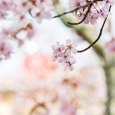 european cherry trees branches - Tree blossom, close-up Foto de stock - Sin royalties Premium, Código: 6102-08271397