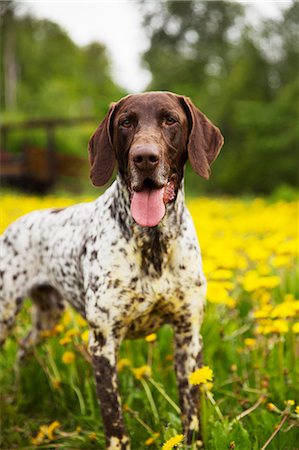 panning - Hunting dog running on meadow Stock Photo - Premium Royalty-Free, Code: 6102-08271402