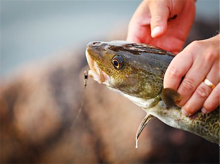 fishing - Hands holding fish Stock Photo - Premium Royalty-Free, Code: 6102-08271639