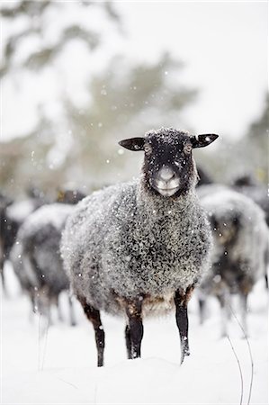 domestic sheep - Sheep at winter Stock Photo - Premium Royalty-Free, Code: 6102-08271806