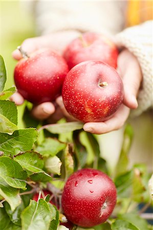 single fruits tree - Hands with apples Stock Photo - Premium Royalty-Free, Code: 6102-08278992