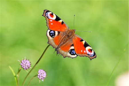 peacock - Butterfly on flower Stock Photo - Premium Royalty-Free, Code: 6102-08384073