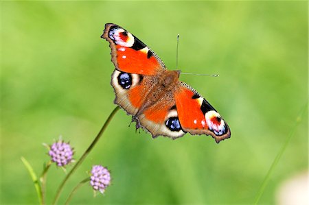 Butterfly on flower Foto de stock - Sin royalties Premium, Código: 6102-08384073