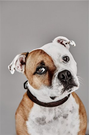 Portrait of dog Stock Photo - Premium Royalty-Free, Code: 6102-08384407
