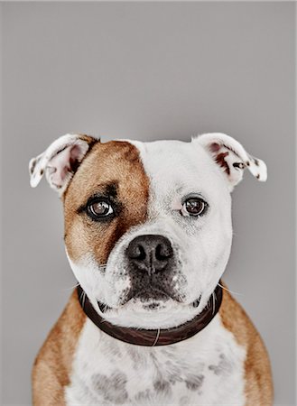 spotted - Portrait of dog Foto de stock - Sin royalties Premium, Código: 6102-08384406