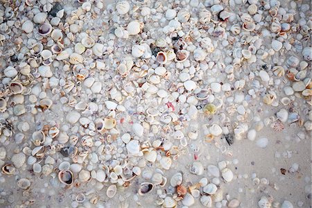 Shells on beach Photographie de stock - Premium Libres de Droits, Code: 6102-08388276