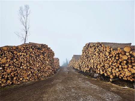 simsearch:6102-06026084,k - Piles of logs along dirt track Stock Photo - Premium Royalty-Free, Code: 6102-08480780