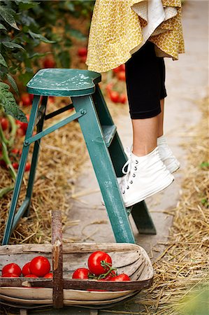 simsearch:6102-06965813,k - Woman on ladder picking tomatoes, low section Stock Photo - Premium Royalty-Free, Code: 6102-08480882