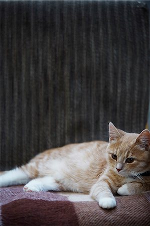 Ginger cat lying down Stock Photo - Premium Royalty-Free, Code: 6102-08481065