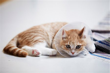 Cat wearing medical cone collar Stock Photo - Premium Royalty-Free, Code: 6102-08481077