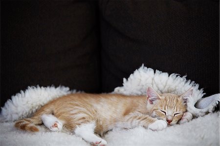 Ginger cat sleeping Stock Photo - Premium Royalty-Free, Code: 6102-08481080
