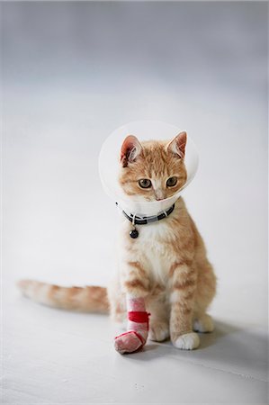 Cat wearing medical cone collar Stock Photo - Premium Royalty-Free, Code: 6102-08481086