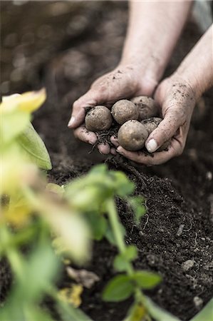 simsearch:6102-06965813,k - Hands holding new potatoes Stock Photo - Premium Royalty-Free, Code: 6102-08481148