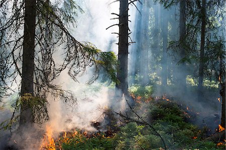 smoky - Burning forest with smoke Stock Photo - Premium Royalty-Free, Code: 6102-08481509