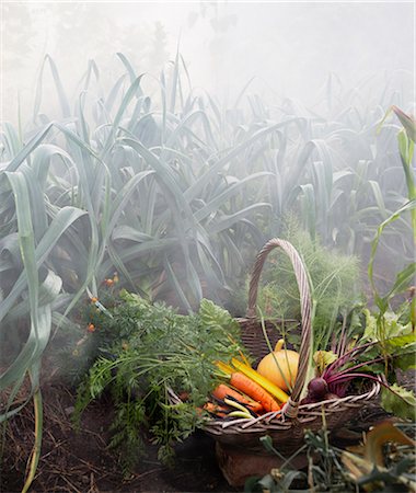 simsearch:6102-06965816,k - Basket with vegetable in garden Stock Photo - Premium Royalty-Free, Code: 6102-08542183