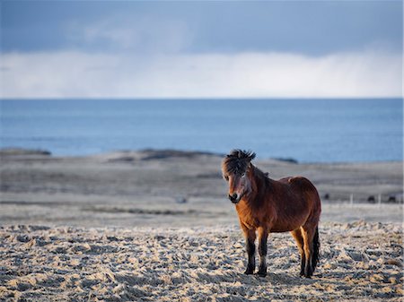 simsearch:6102-08542382,k - Young wild horse on beach Stock Photo - Premium Royalty-Free, Code: 6102-08542137