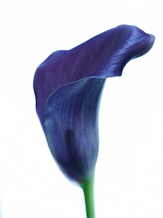 Close-up of blue zantedeschia Stock Photo - Premium Royalty-Free, Code: 6102-08542389