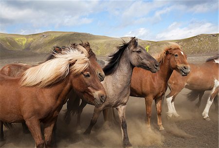 running horses - Icelandic horses running in dust Stock Photo - Premium Royalty-Free, Code: 6102-08559087