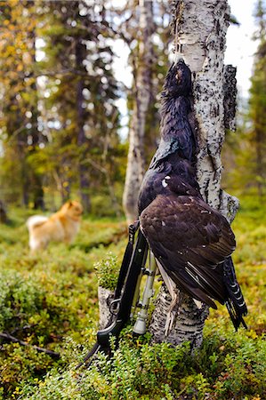 simsearch:6102-06337050,k - Dead Western Capercaillie hanging and Finnish spitz in background Stock Photo - Premium Royalty-Free, Code: 6102-08559005